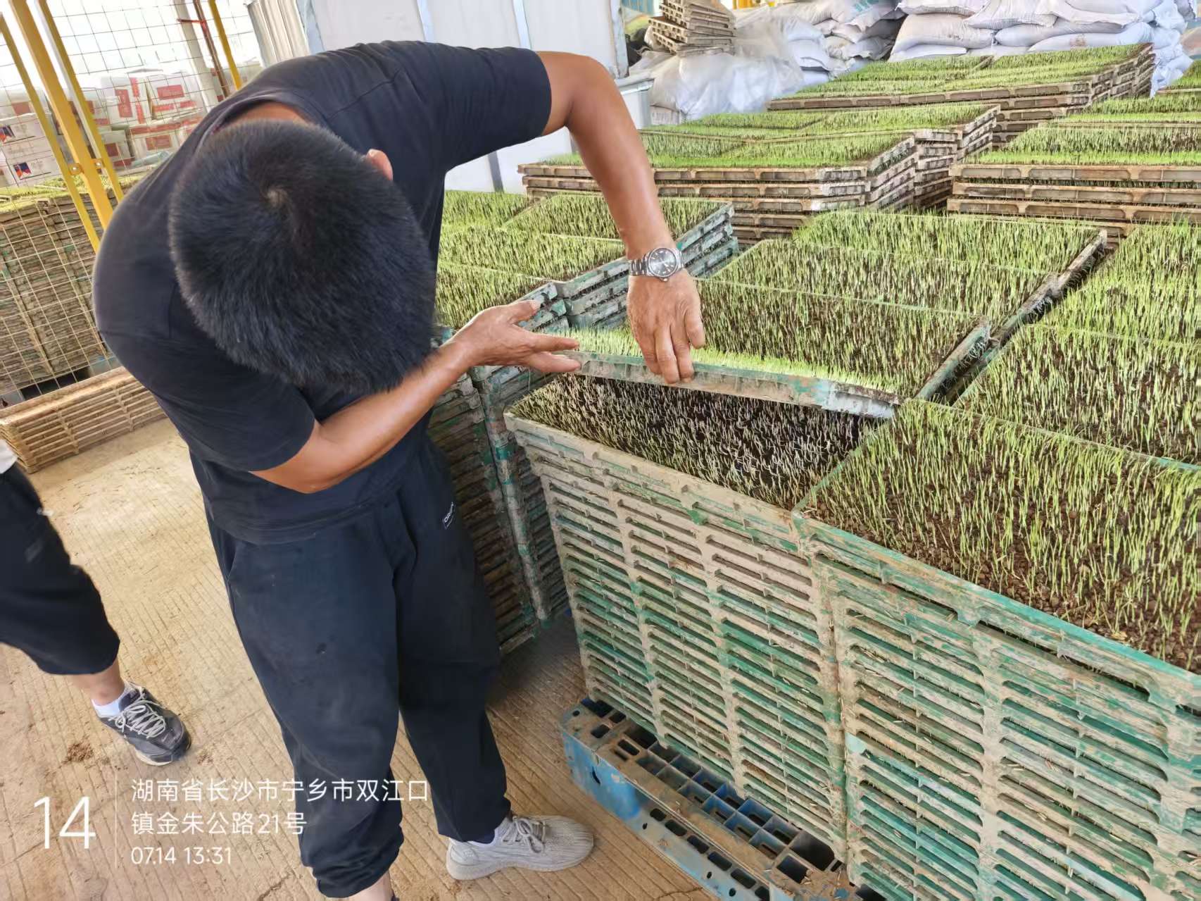 育秧作业